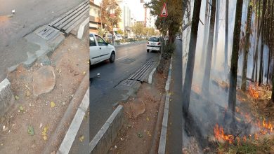 قطعِ بی‌رحمانه درختان تهران